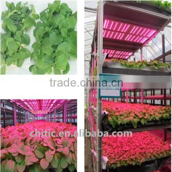 Greenhouse LED Plant Light for Growing Tomato, Lettuce, Vegetable, Flower, Orchid, Tulip, Medicinal Plants