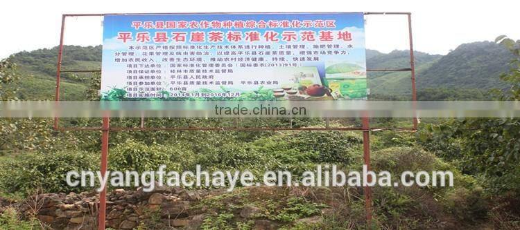 High quality Natural Flavor Sweet Green Tea