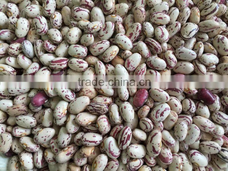 Chinese Big size Light Speckled Kidney beans American Round