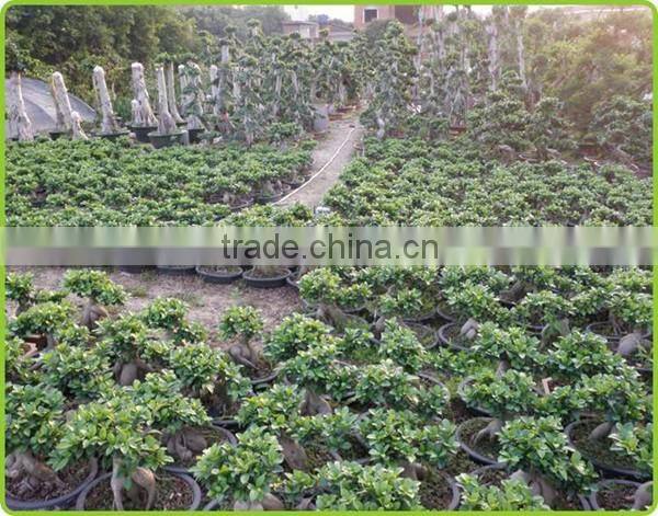 S shaped ficus ginseng microcarpa bonsai tree banyan ficus indoor ornamental decorative plants nursery