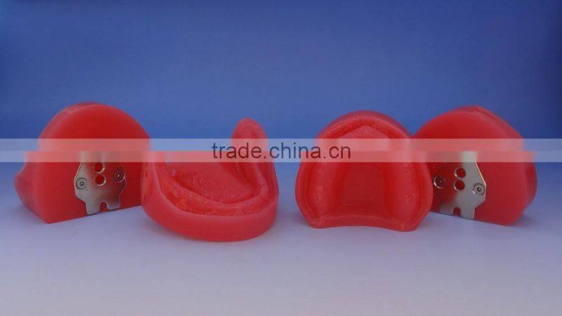 Dental functional edentulous jaws model DEA-30