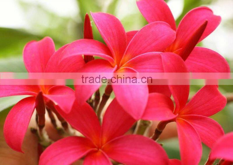 Red Flower Plumeria rubra L. cv. Acutifolia