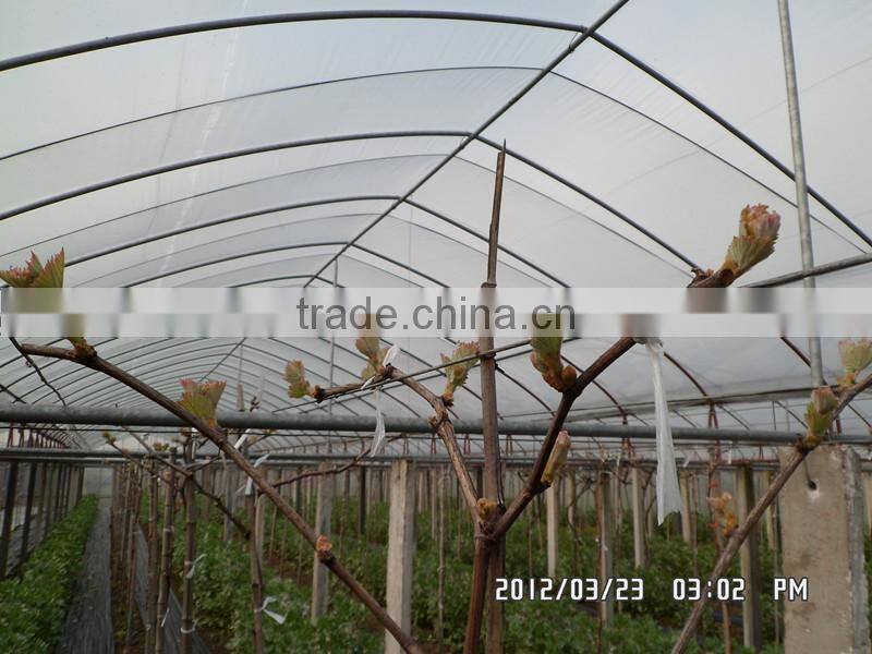 high quanlity greenhouse plastic film Low Tunnel Films Greenhouse Roofing