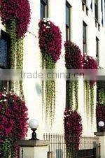 SOL 2015 new design window box raised garden be3d box planter