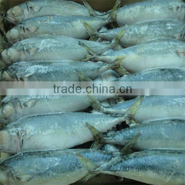 quality tuna fish frozen