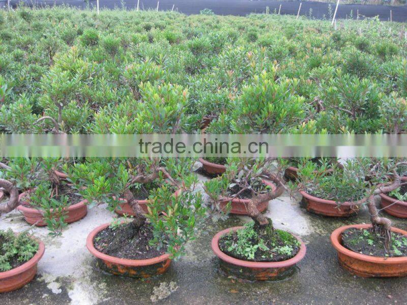 Syzygium buxifolium bosnai S shape