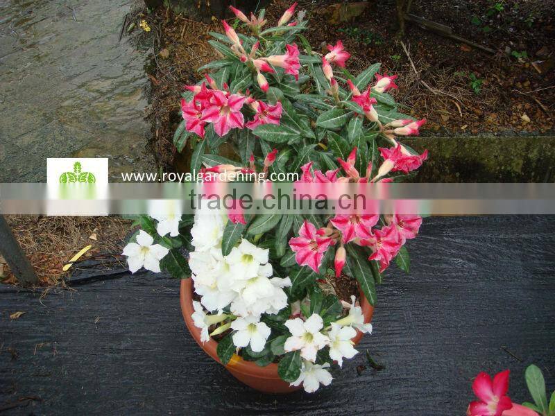 Adenium obesum ( Desert rose)