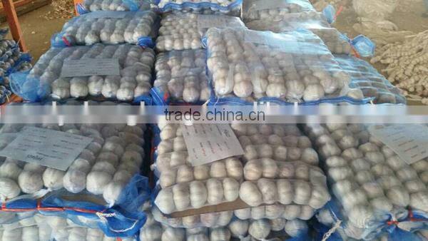 We can supply fresh garlic/ginger/potato/onion/chilli