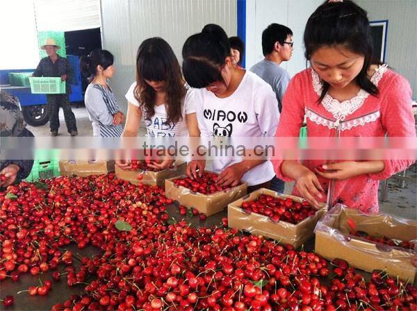 bagged 18 degree sugar content of china fresh cherries