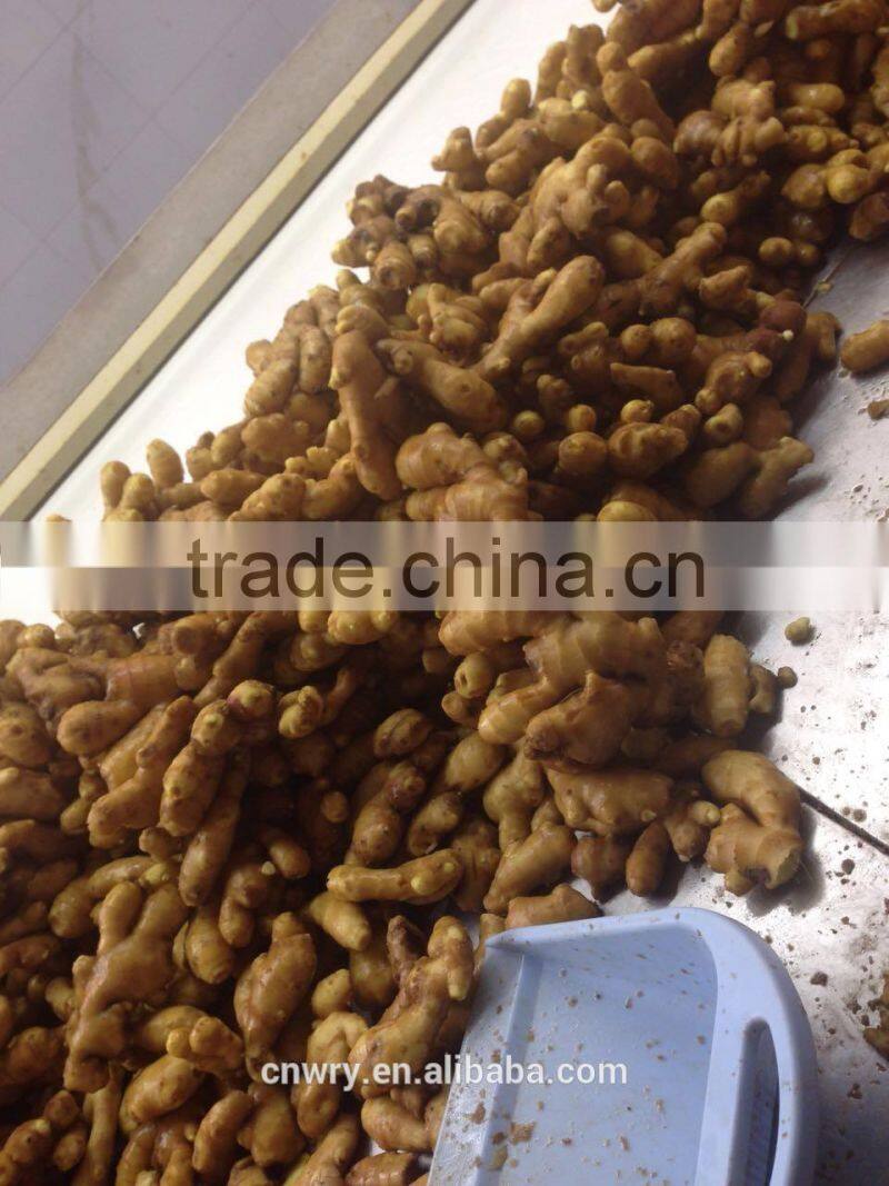 Big Size Yellow Fresh Ginger From China