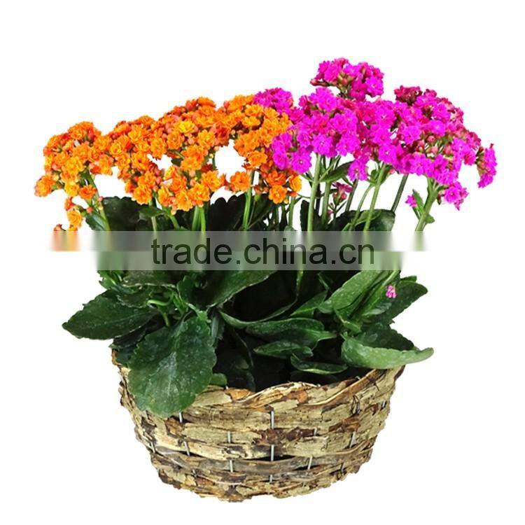 Round natural rattan basket for garden planter