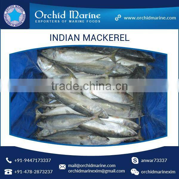 A Grade Good Taste Canned Indian Mackerel Fish Supplier
