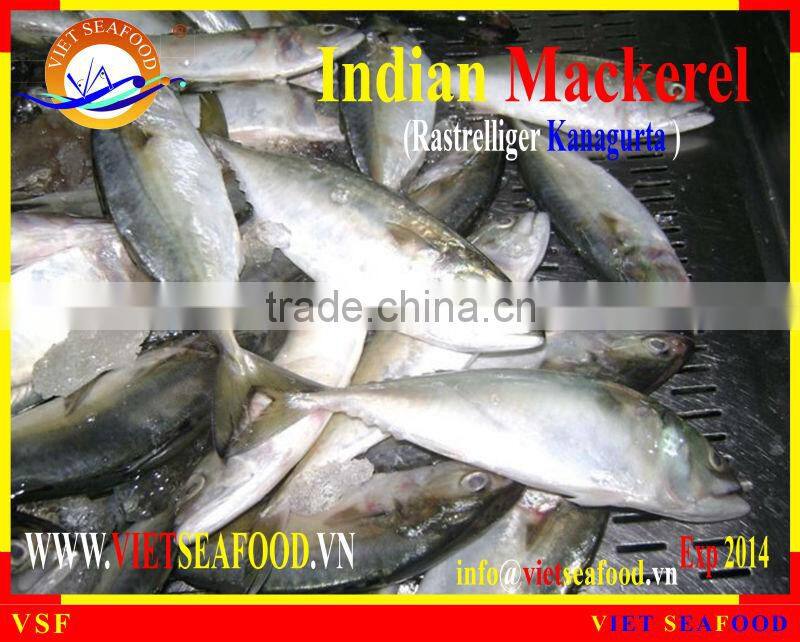 W/R FROZEN INDIAN MACKEREL