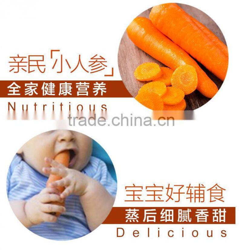 Agriculture Chinese fresh carrot