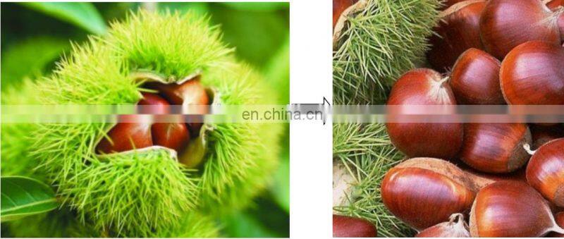 High efficiency chestnut sheller machine