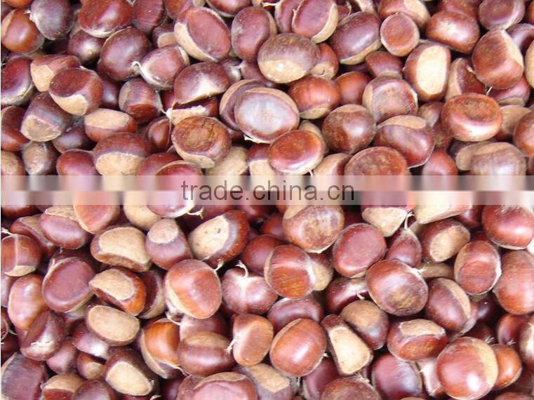 cheaper big size frozen chestnut