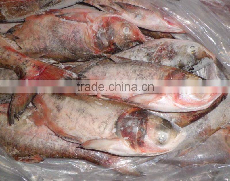 New Arrival Frozen Silver Carp 500-1000g
