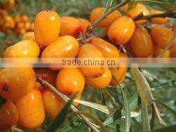 CHINA IQF seabuckthorn berries