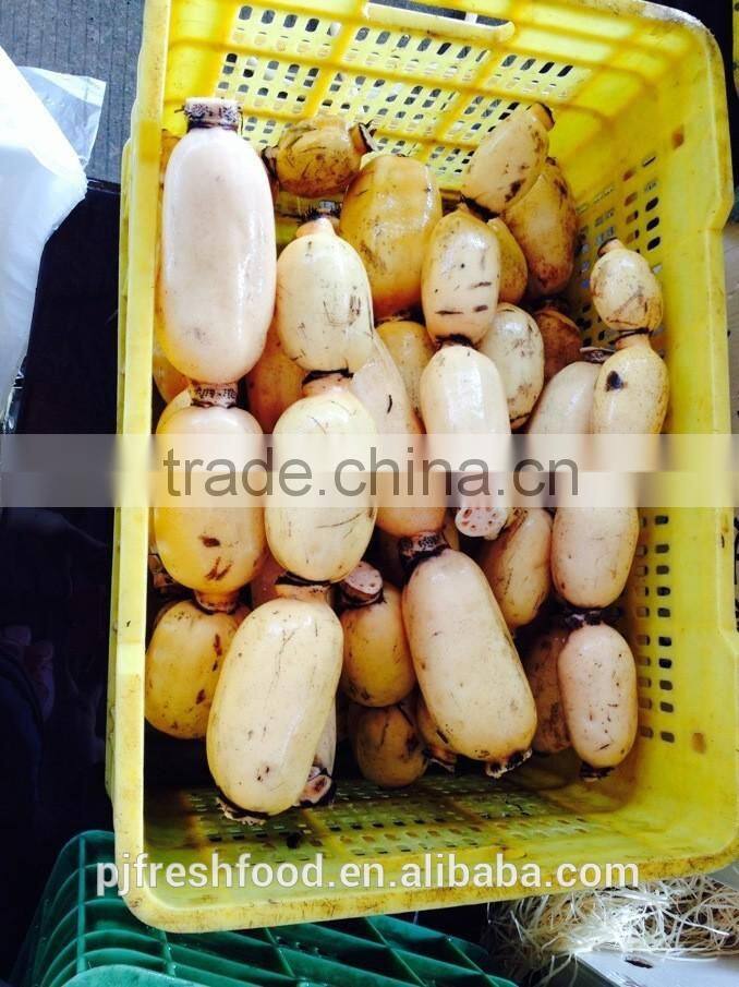 Bulk Package Lotus Root