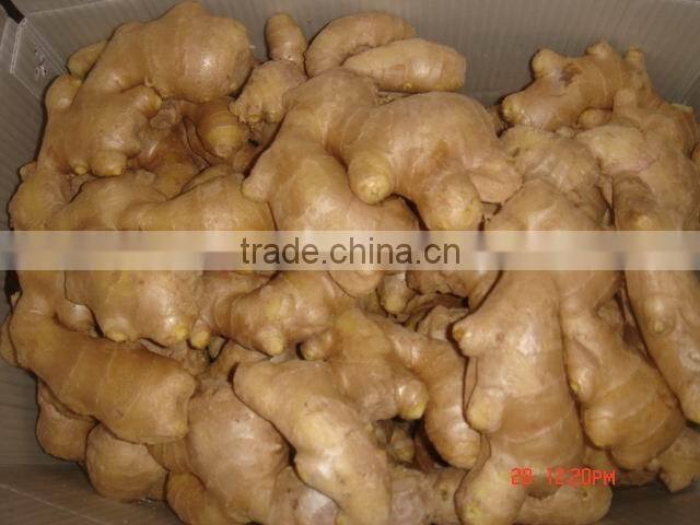 New Crop china fresh ginger for sale
