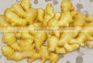 Shandong Weifang/Laiwu Wholesale Ginger Price