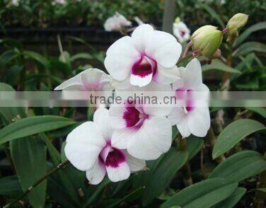 dendrobium blooming orchids dendrobium flower
