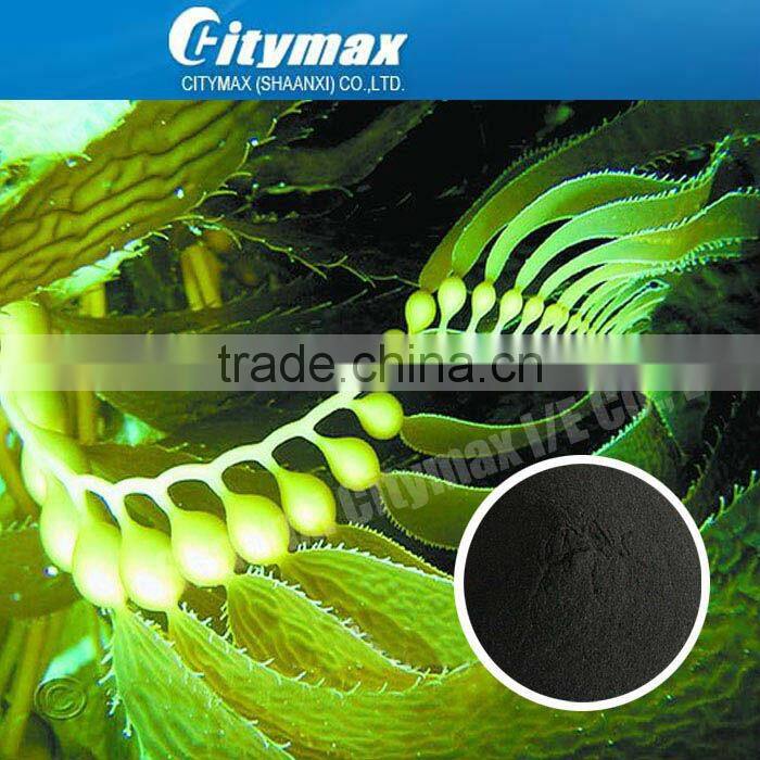 Factory Supply High Quality Seaweed Extract