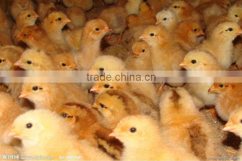 XSB-1 2112 pcs solar eggs incubator