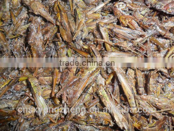 Bird & Fish Pet Food Freeze Dried Locusts ;Dried Locusts For Pet