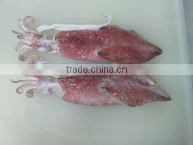 FROZEN WHOLE ROUND SQUID (U5,U7,U10)