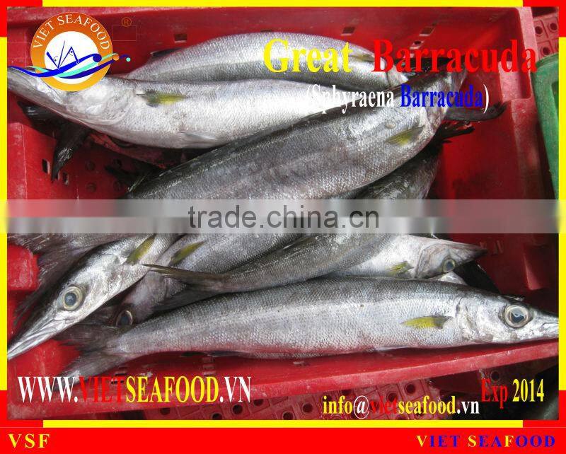 FROZEN BARRACUDA FISH W/R