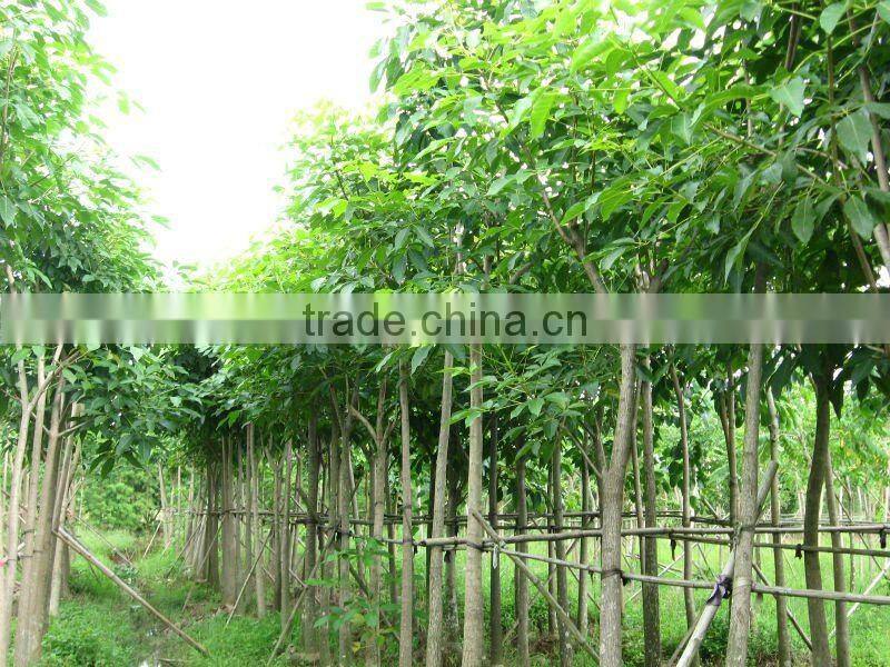 Tabebuia flower outdoor plants