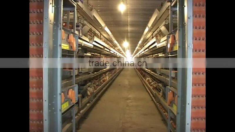 VIET NAM fresh brown chicken eggs