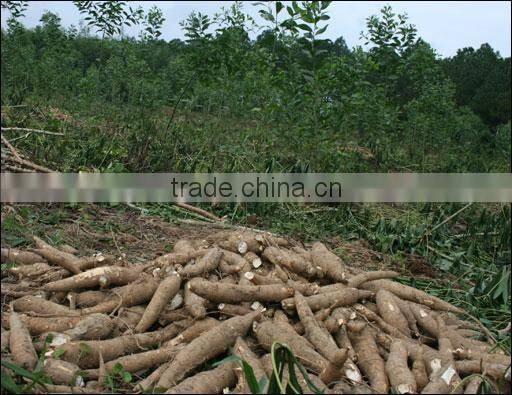 Tapioca Dry Chip Cheap