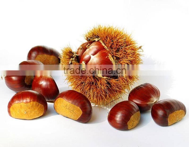 Bulk High Quality Fresh Green Dandong Chestnuts for Sale