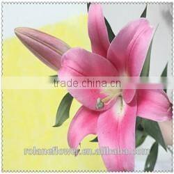 Quality wholesale yellow natural orchid flower with 0.3kg/bundle from Yunnan, China