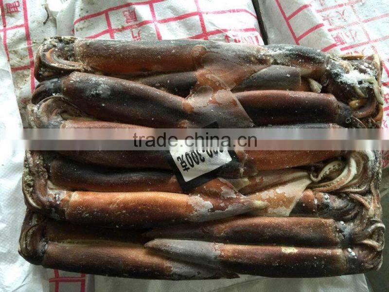 2016 high quality frozen illex squid 200-300g for sale