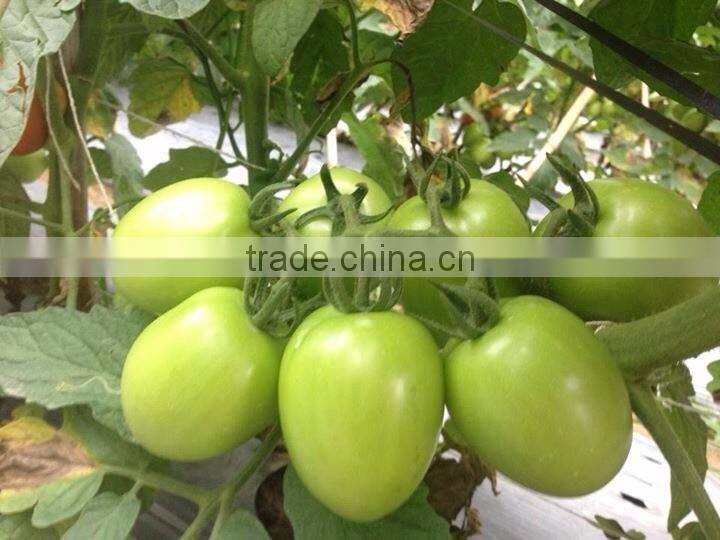 FRESH TOMATOES cheap