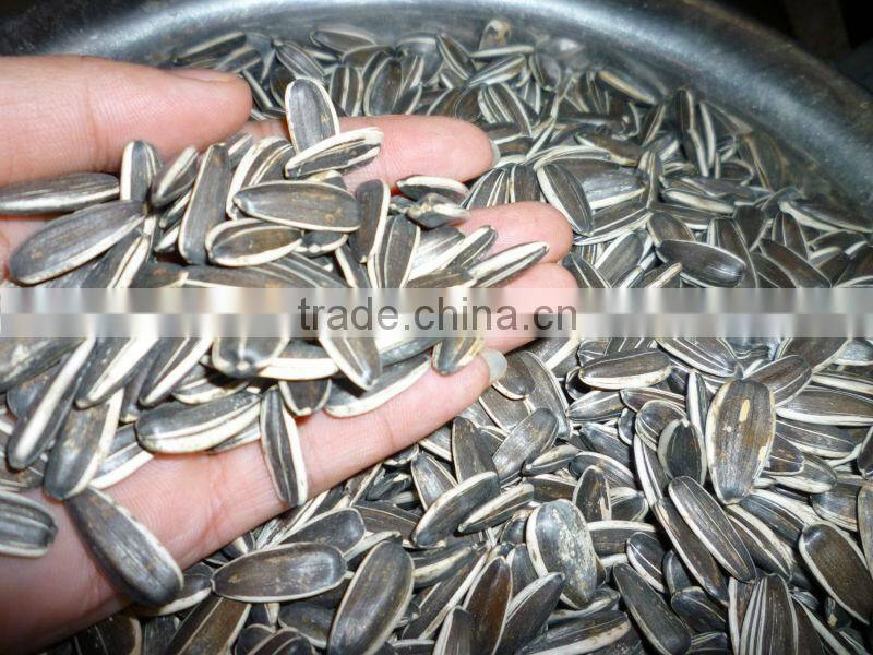 chinese fresh sunflower seed 5009 hot sale