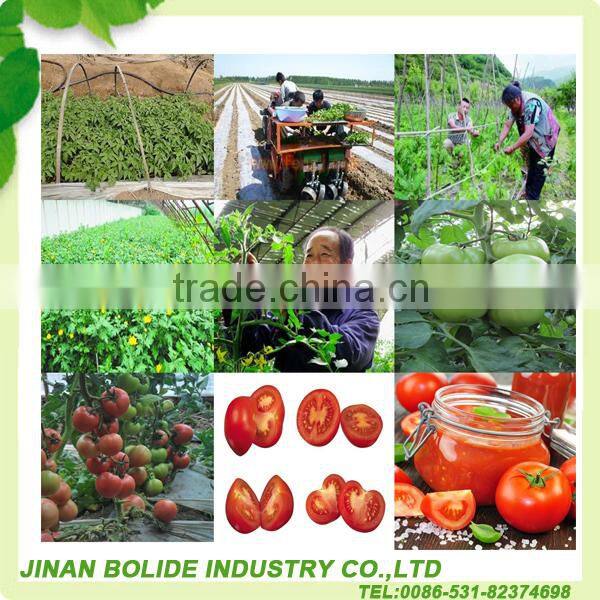 tomato sauce ketchup with high quality and provide OEM