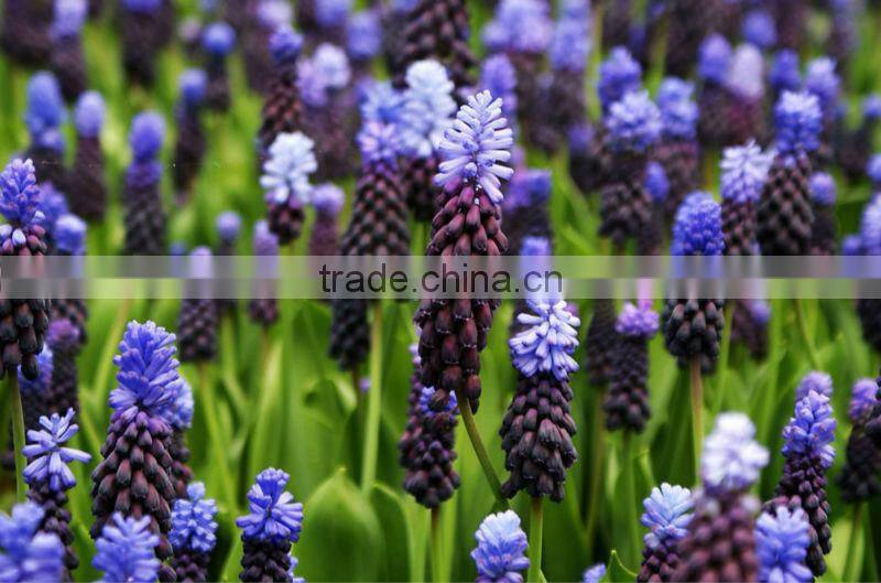 50L High Quality Lavender oil extract machine on sale (EC)