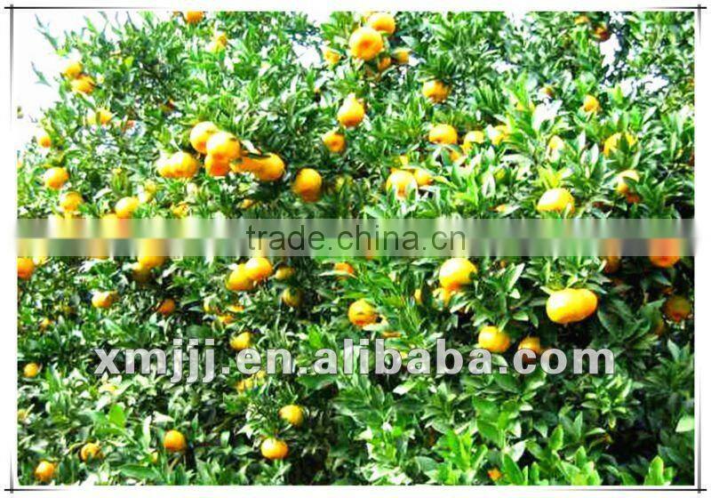 new harvested yongchun fresh mandarin orange