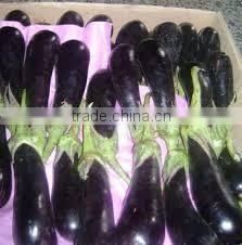 Original Fresh Eggplant made in Viet Nam- best price