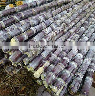 Sugarcane Juice Machine hot selling in summer