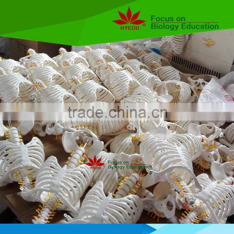 High quality Flexible spinal column with colour coded regions