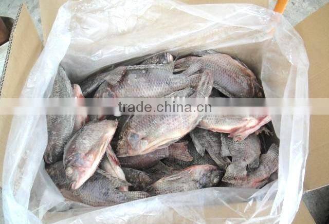frozen tilapia wholesale price fish for canning