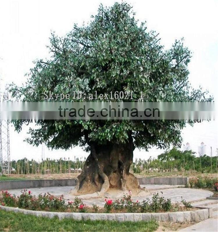 SJ20171526 Hot sale artificial japanese money tree and plant for uv anti