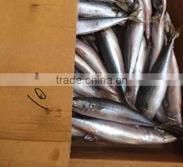 Mackerel Fish thailand buyer