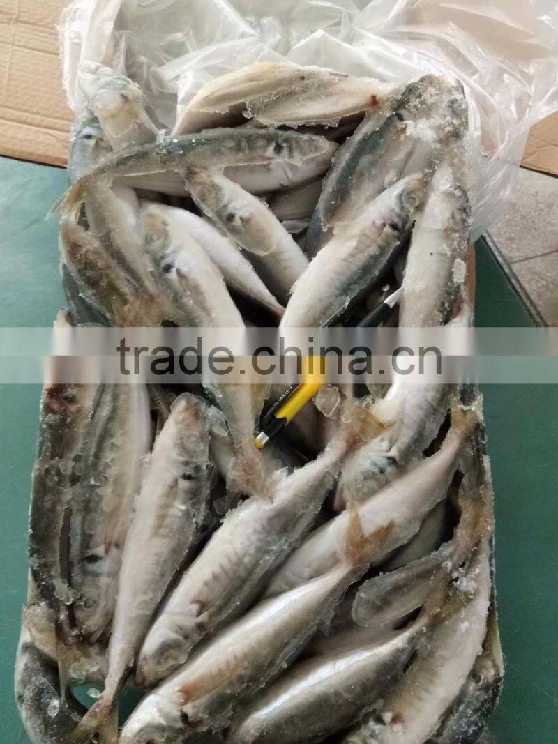 BQF 120/140 Frozen round scad/frozen horse mackerel