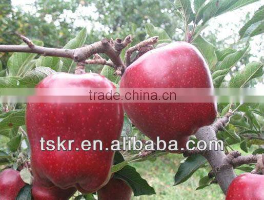 2013fresh appls from china